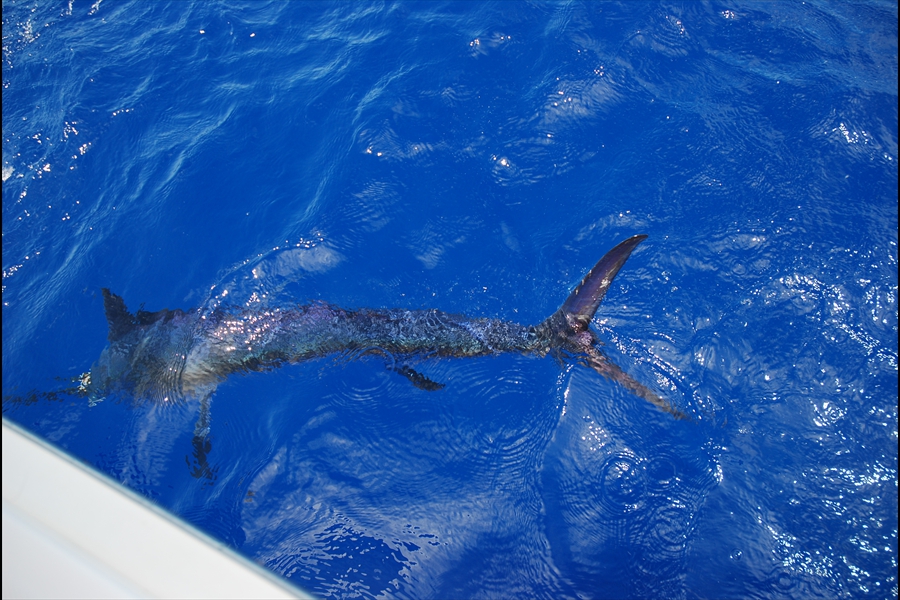 Bahamas Marlin 2009